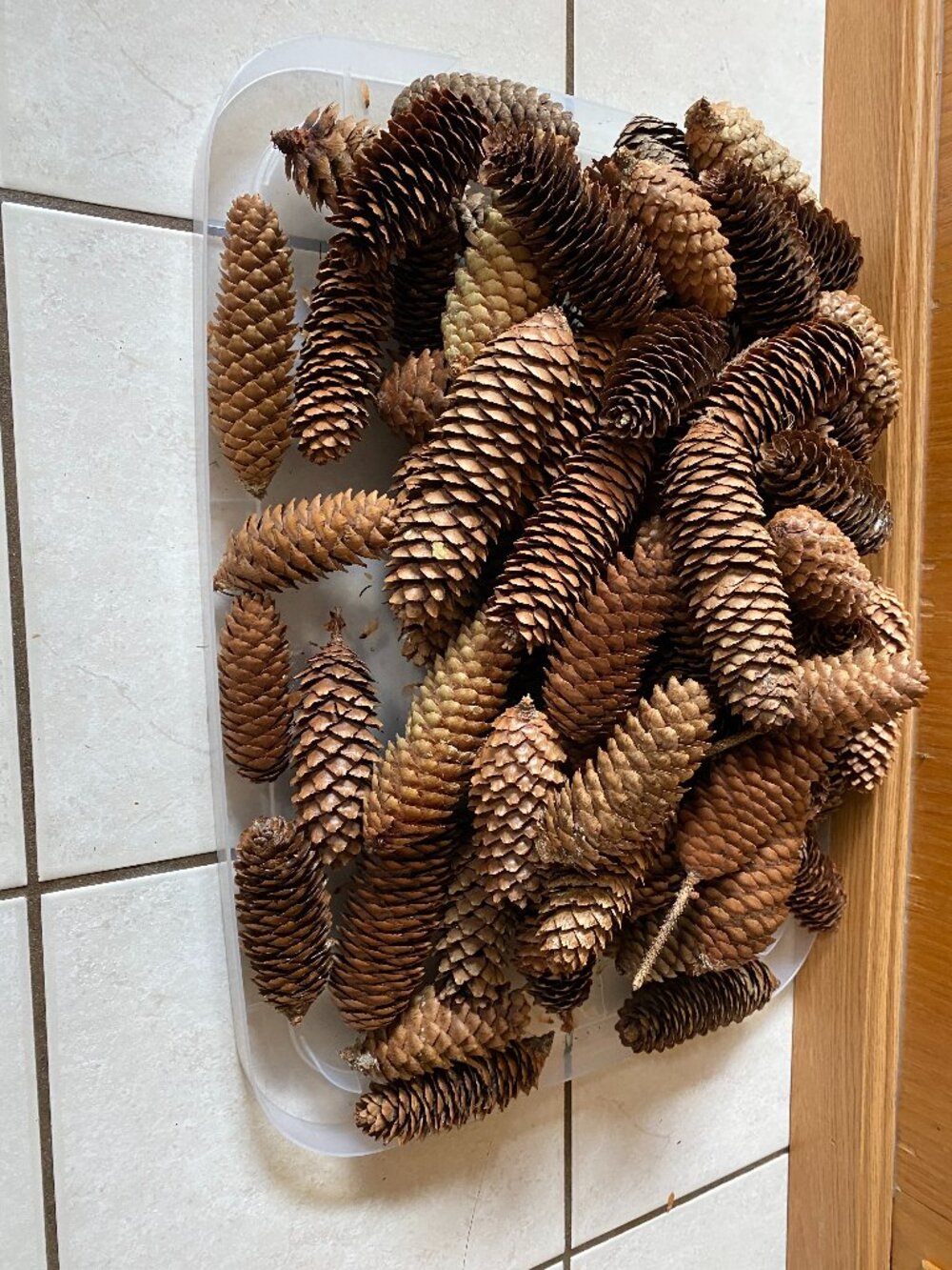 Lot of Spruce Pinecones